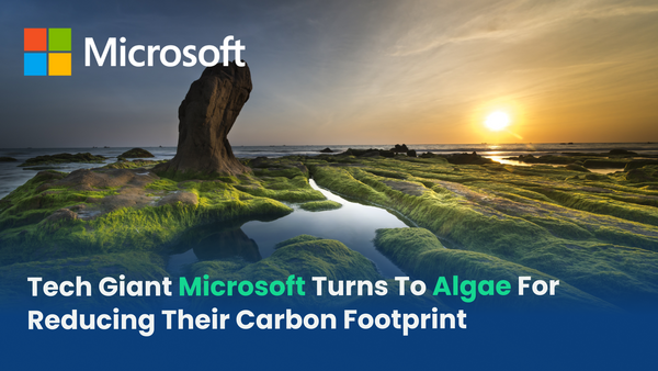 Tech Giant Microsoft Turns To Algae For Reducing Their Carbon Footprint